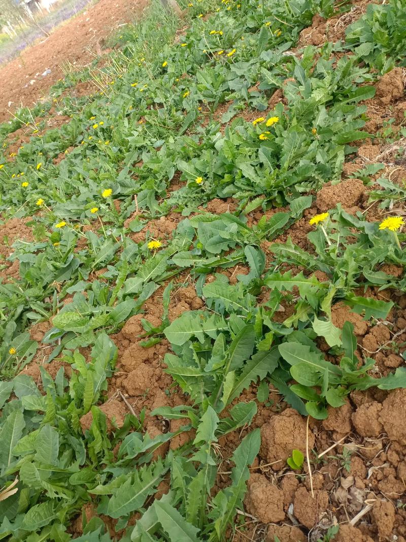 福建蒲公英是什么品种-图3