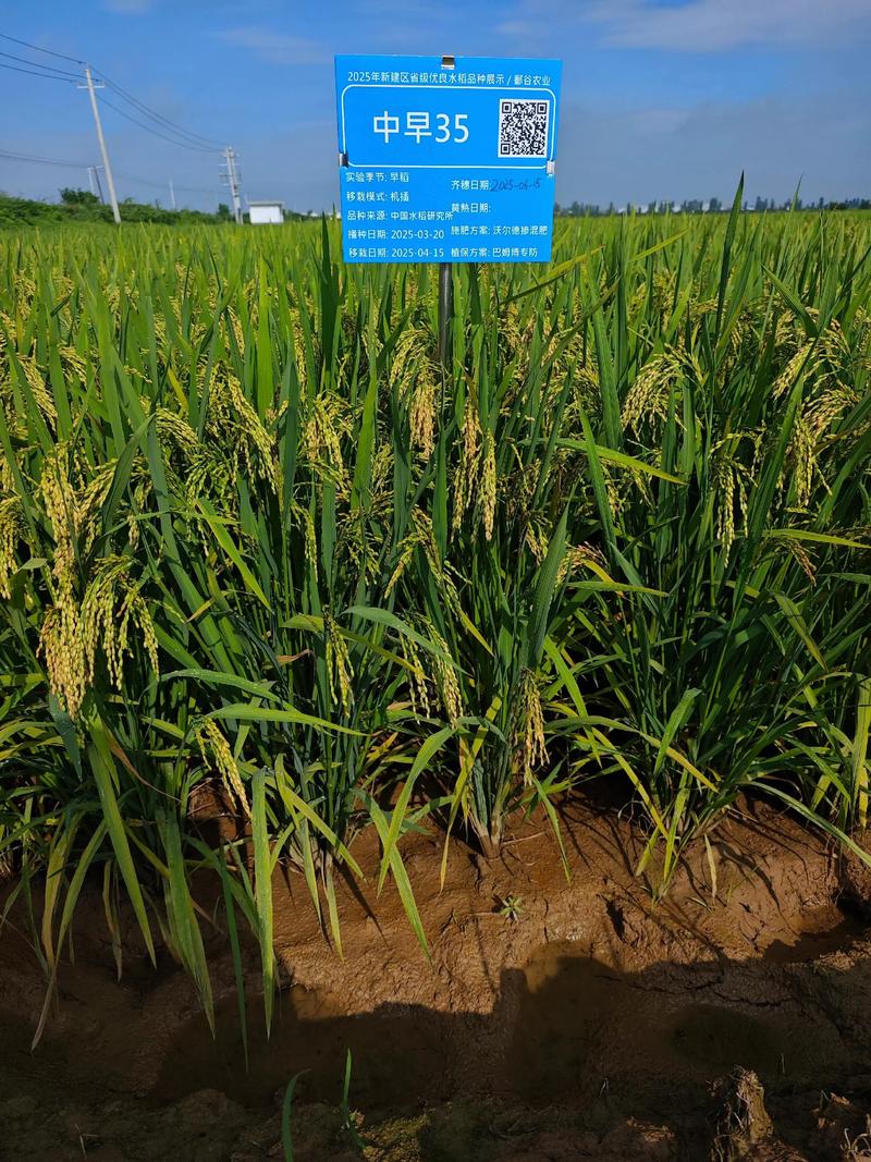 早稻早熟高产水稻品种有何优势？-图1