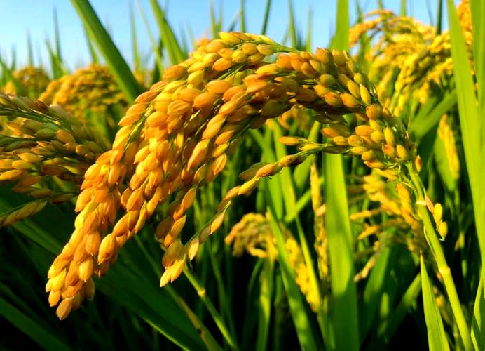 早稻早熟高产水稻品种有何优势？-图2