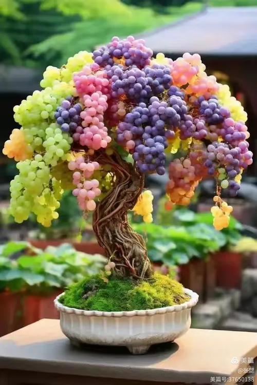 盆栽葡萄什么品种最适合家庭种植？-图3