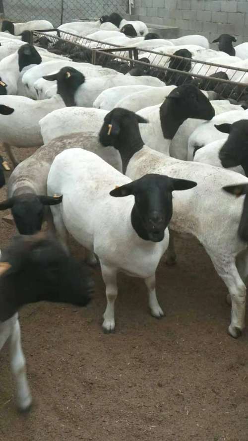 圈养选啥肉羊品种好？-图2