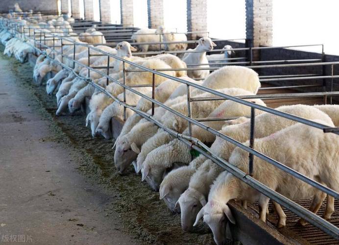 圈养选啥肉羊品种好？-图3