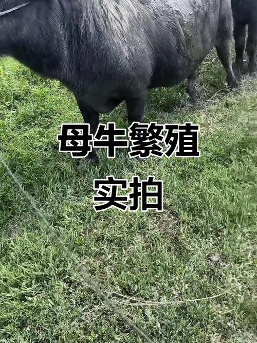 后备繁殖母牛养殖技术要点有哪些?-图1 后备繁殖母牛养殖技术要点有哪些?-图1