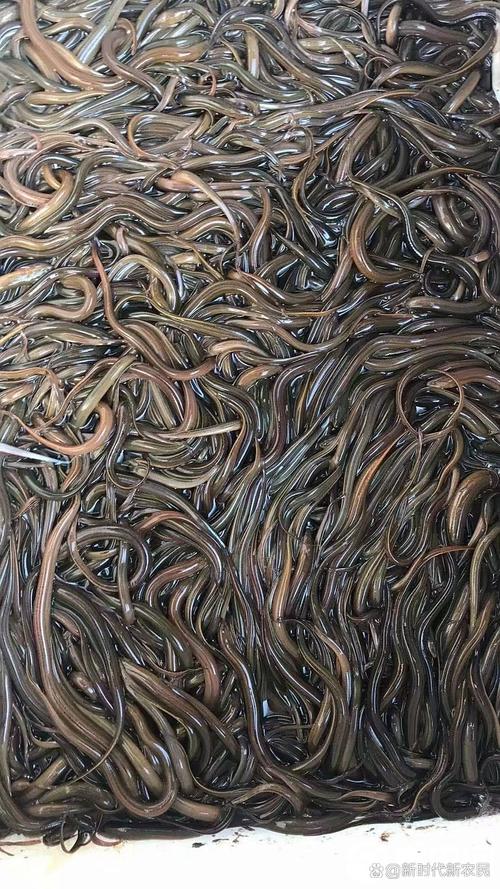 黄鳝养殖新技术视频，核心要点有哪些？-图2