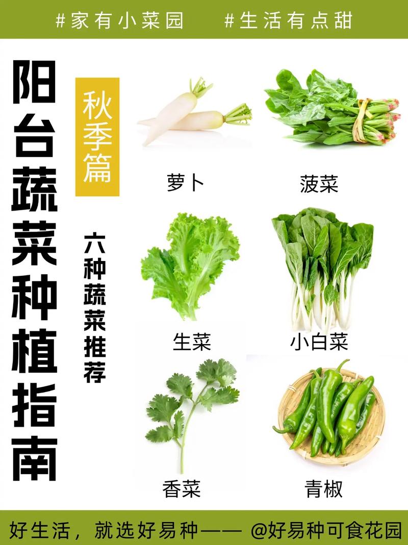 秋卷心菜高产种植技术要点有哪些？-图1