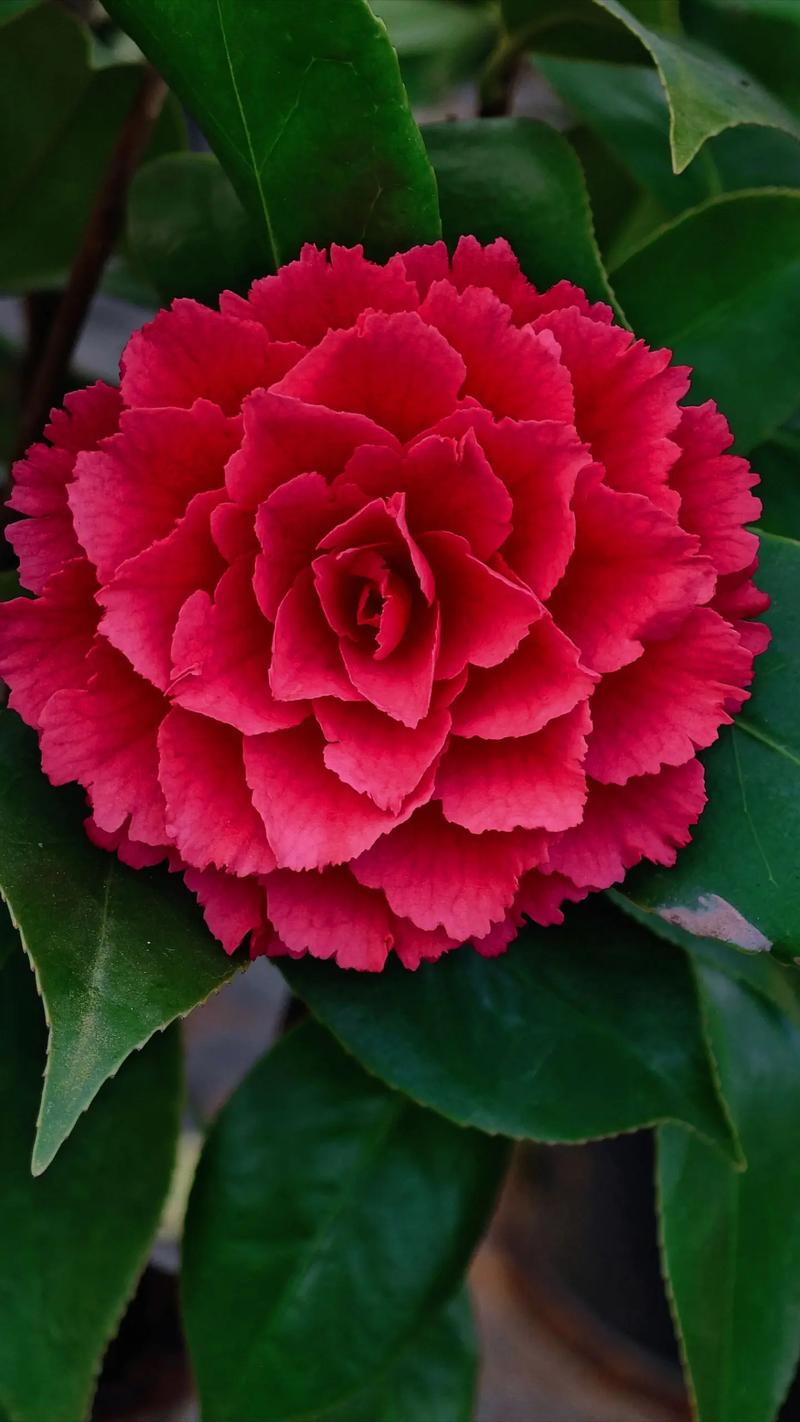 茶花品种有哪些？-图1