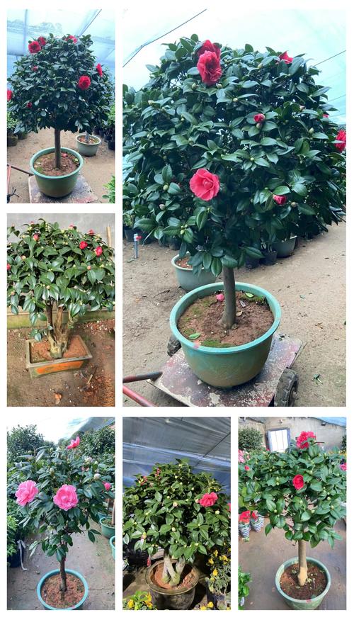 茶花品种有哪些？-图3