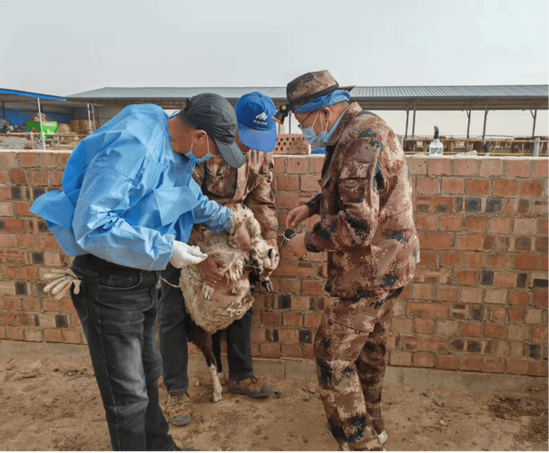 小尾寒羊同期发情技术如何高效应用？-图2