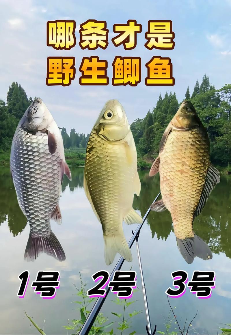 哪种鲫鱼品种长得最快？-图2