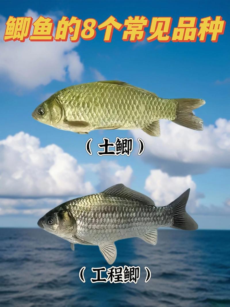 哪种鲫鱼品种长得最快？-图1