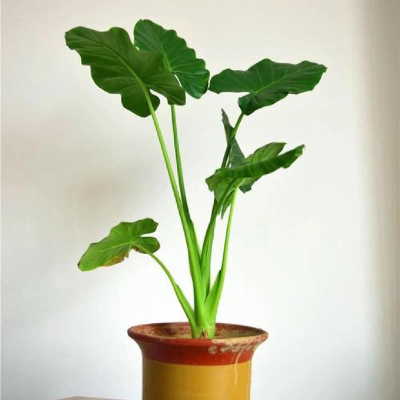 滴水观音有哪些常见品种?-图1 滴水观音有哪些常见品种?-图1