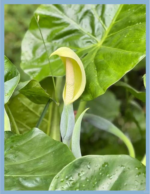 滴水观音有哪些常见品种？-图2