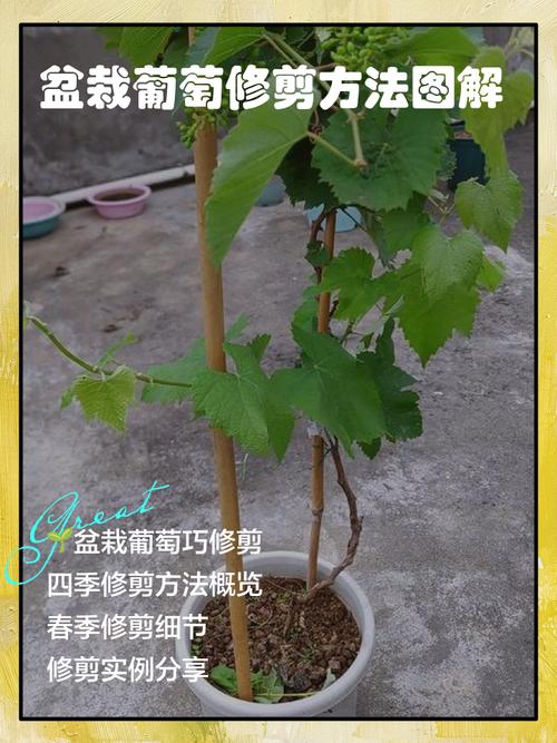 盆栽葡萄技术CCTV,如何在家种好?-图1 盆栽葡萄技术CCTV,如何在家种好?-图1
