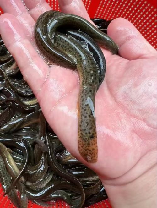 2025泥鳅养殖技术有哪些新突破?-图3 2025泥鳅养殖技术有哪些新突破?-图3