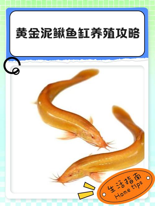 2025泥鳅养殖技术有哪些新突破？-图2