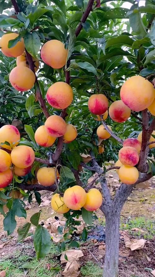 北方常见李子品种有哪些?-图3 北方常见李子品种有哪些?-图3