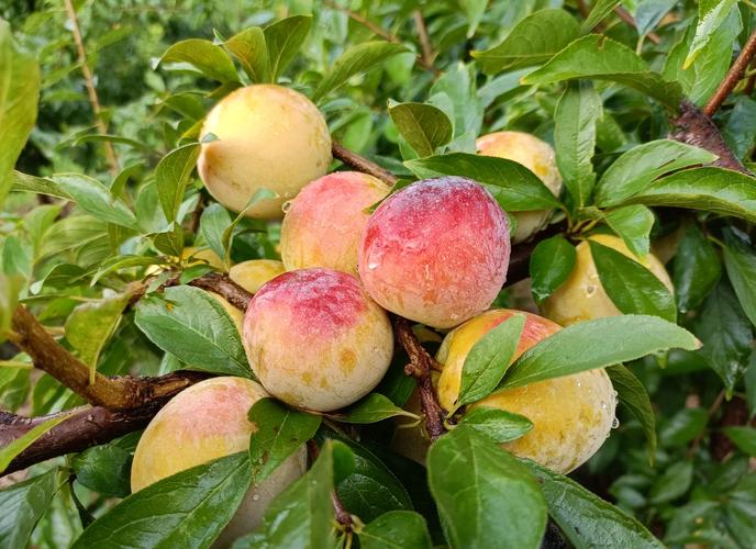 北方常见李子品种有哪些?-图1 北方常见李子品种有哪些?-图1