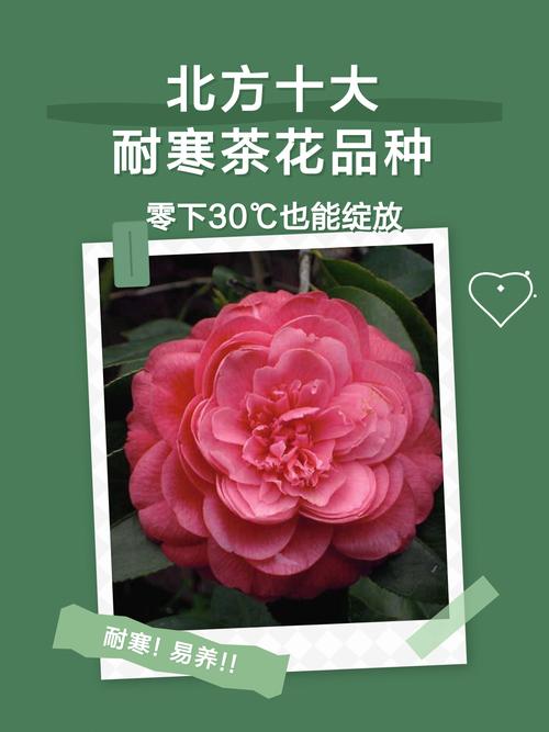 耐寒茶花品种有哪些?-图1 耐寒茶花品种有哪些?-图1