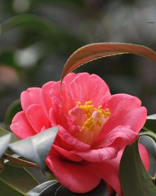 耐寒茶花品种有哪些?-图2 耐寒茶花品种有哪些?-图2