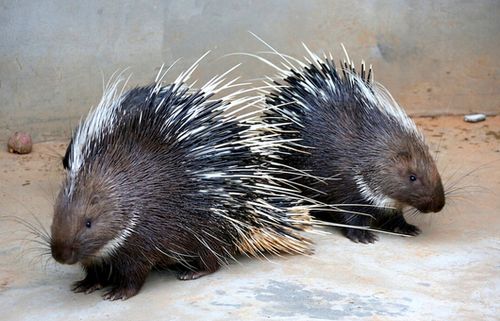 豪猪饲养技术CCTV有哪些要点?-图3 豪猪饲养技术CCTV有哪些要点?-图3