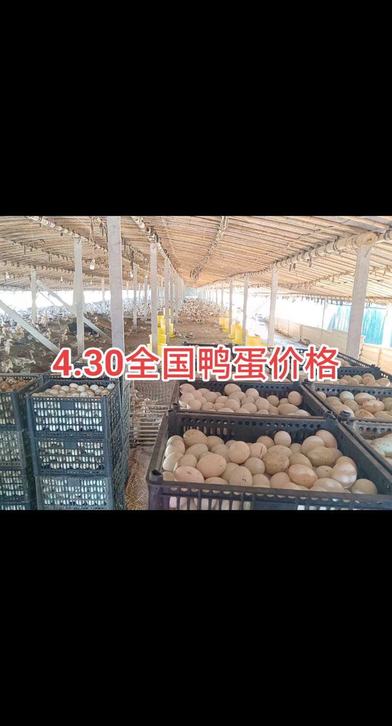 2025鸭蛋今日价格多少钱一斤?-图1 2025鸭蛋今日价格多少钱一斤?-图1