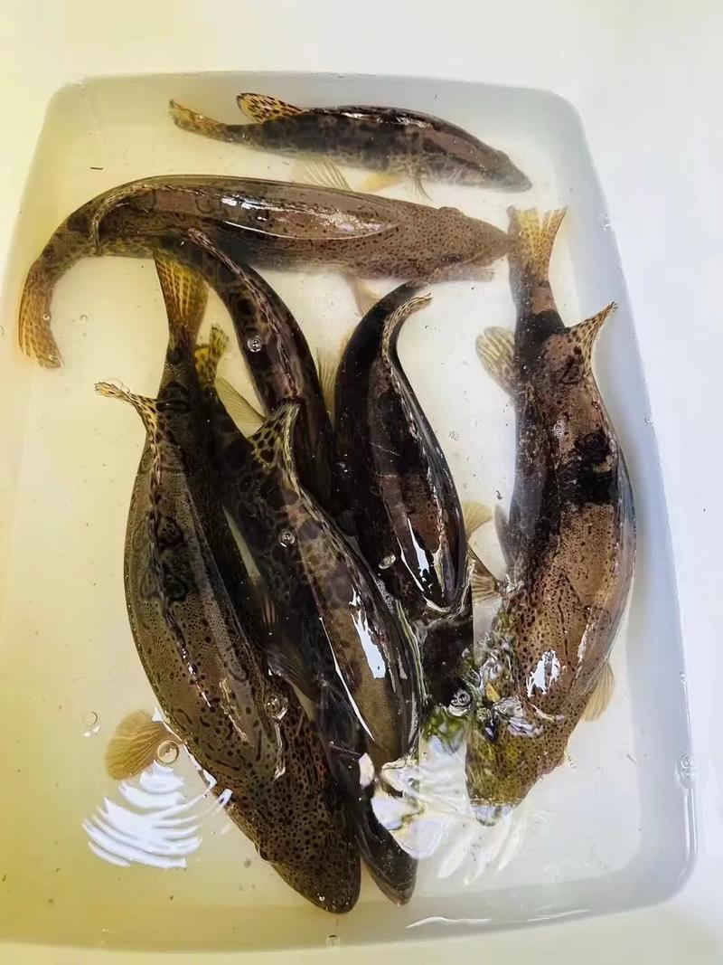 哪些鱼类适合野生淡水养殖?-图1 哪些鱼类适合野生淡水养殖?-图1