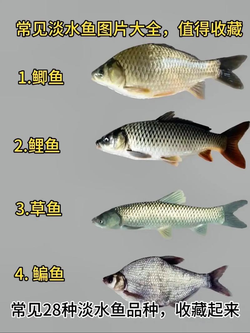 哪些鱼类适合野生淡水养殖?-图2 哪些鱼类适合野生淡水养殖?-图2