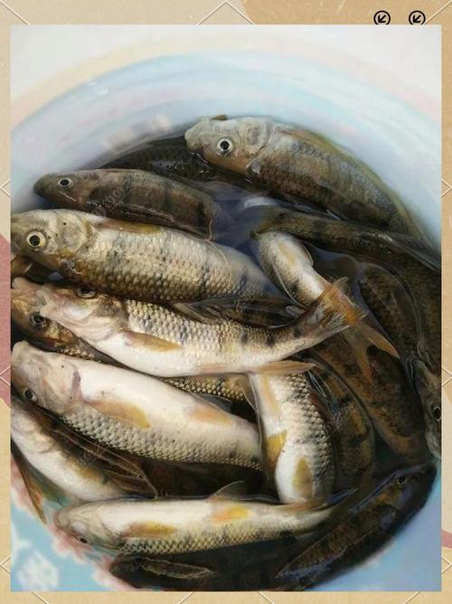 哪些鱼类适合野生淡水养殖?-图3 哪些鱼类适合野生淡水养殖?-图3