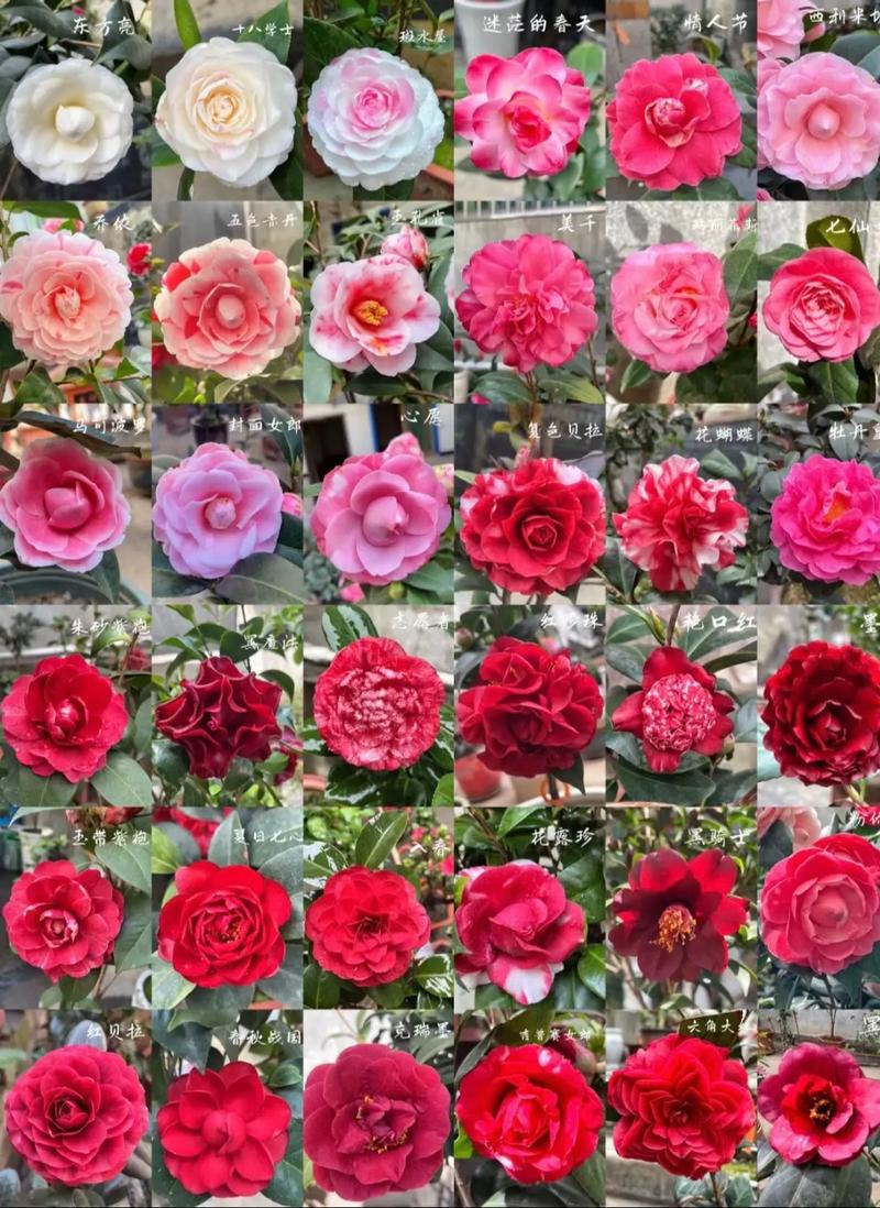 名贵茶花品种有哪些?-图1 名贵茶花品种有哪些?-图1