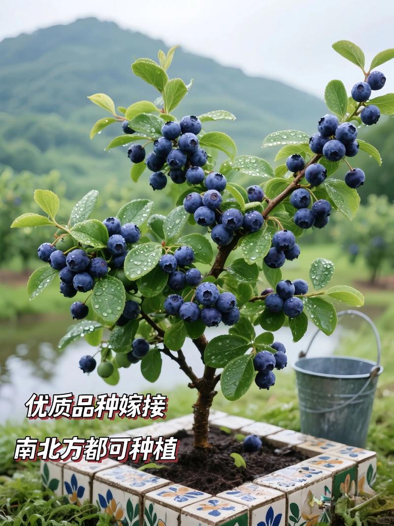 北方适合种植哪些蓝莓品种?-图1 北方适合种植哪些蓝莓品种?-图1