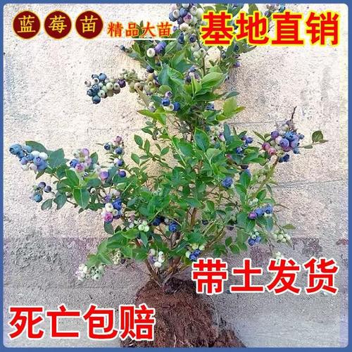 北方适合种植哪些蓝莓品种?-图2 北方适合种植哪些蓝莓品种?-图2