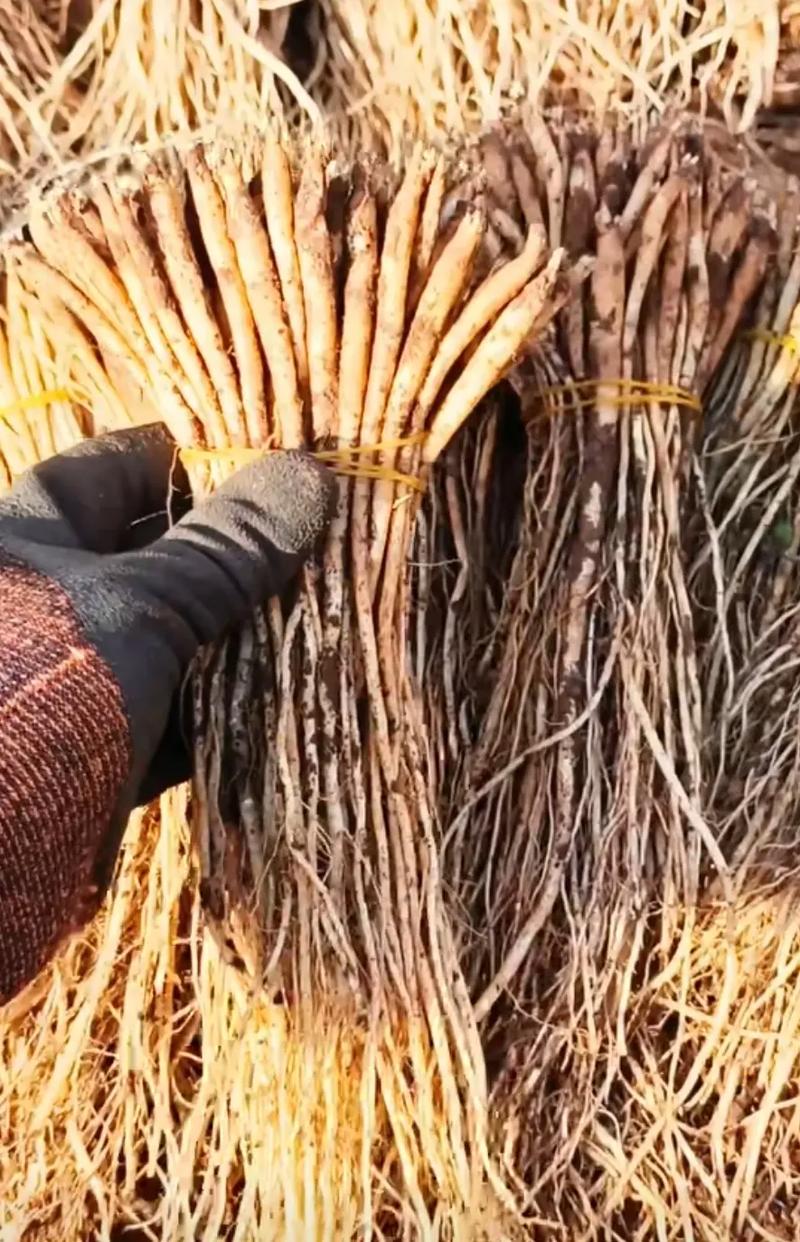 党参种植技术如何下载？-图2