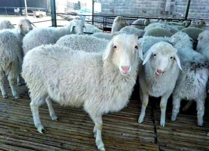 小尾寒羊养殖技术要领有哪些关键点？-图2