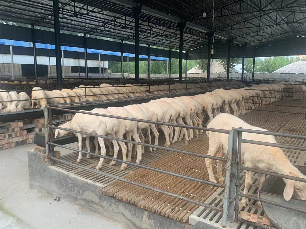 小尾寒羊养殖技术要领有哪些关键点？-图1