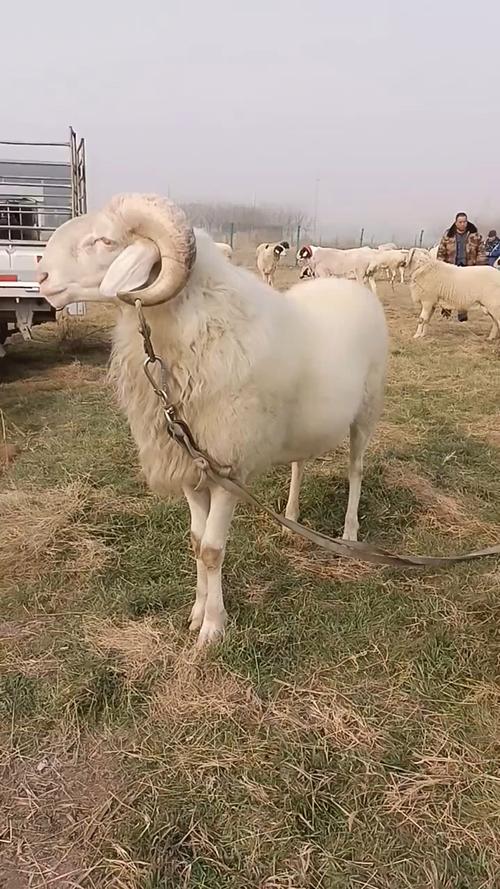 小尾寒羊养殖技术要领有哪些关键点？-图3
