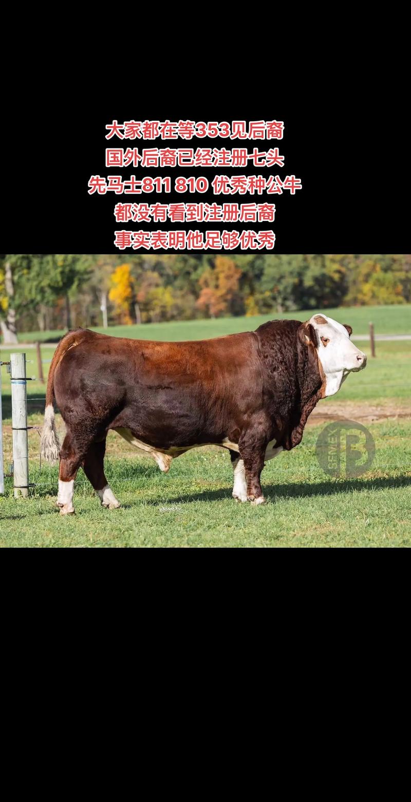 改良黄牛属于哪个品种？-图1