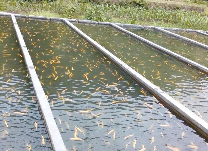 黑鱼养殖2025年技术有哪些新突破?-图1 黑鱼养殖2025年技术有哪些新突破?-图1