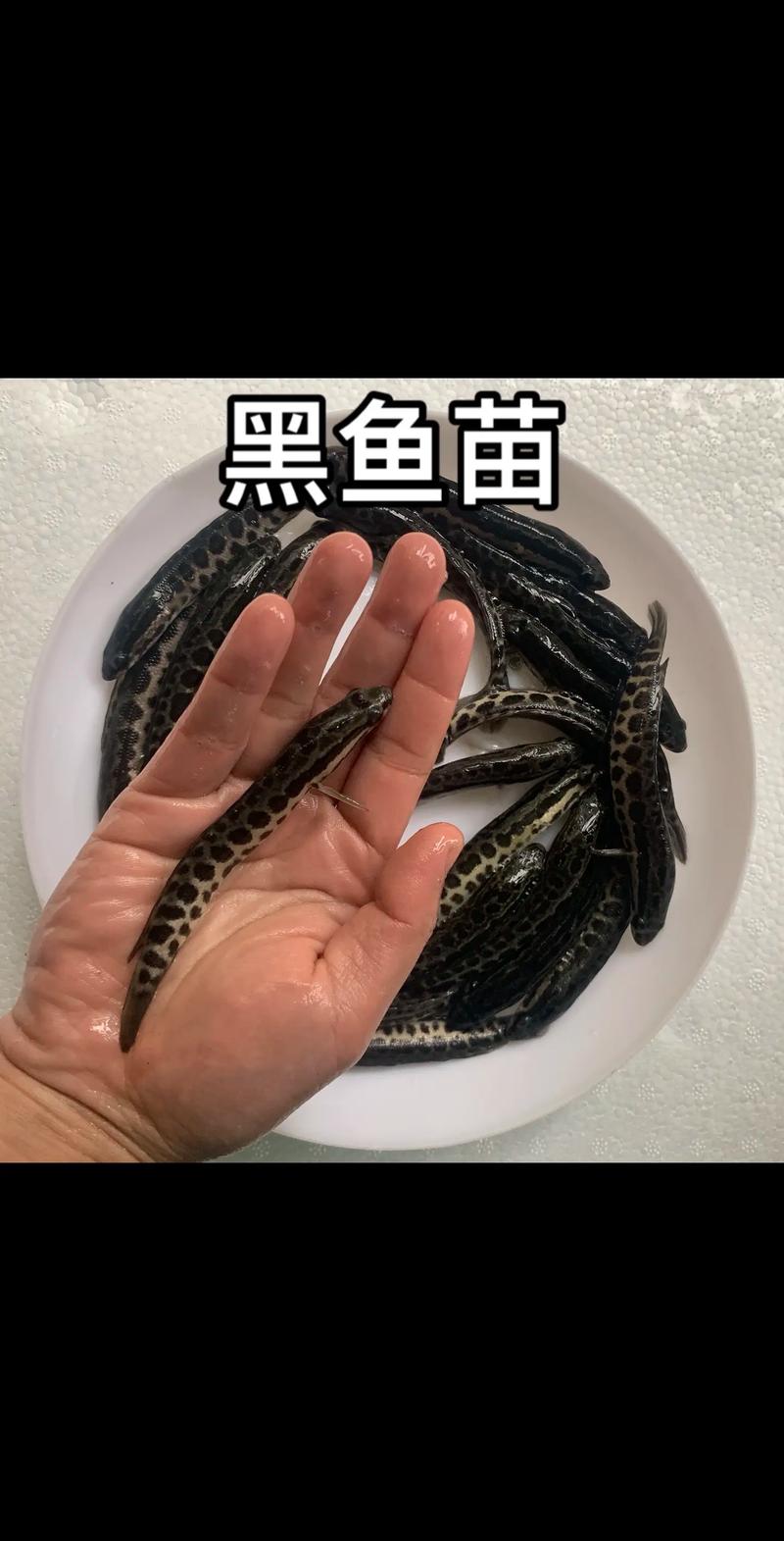 黑鱼养殖2025年技术有哪些新突破?-图3 黑鱼养殖2025年技术有哪些新突破?-图3