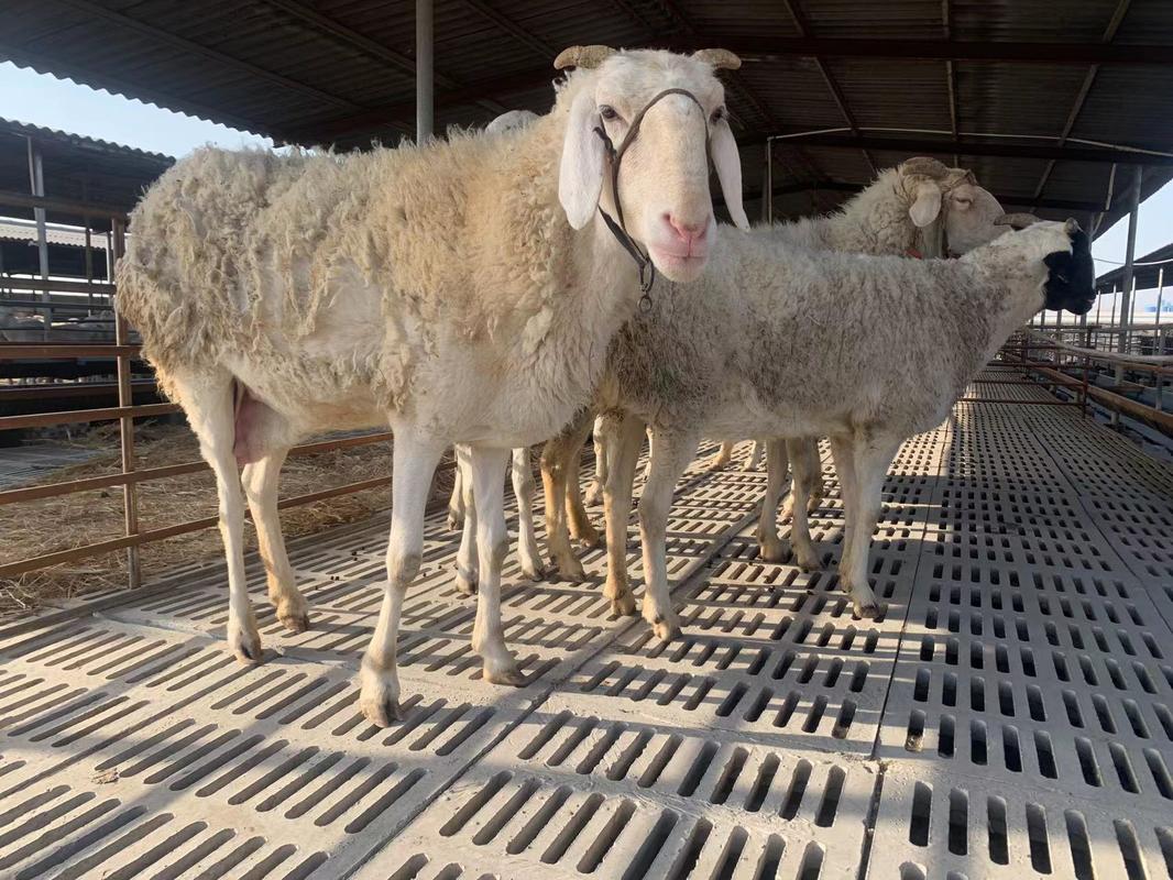 东北养殖小尾寒羊，关键技术有哪些？-图2