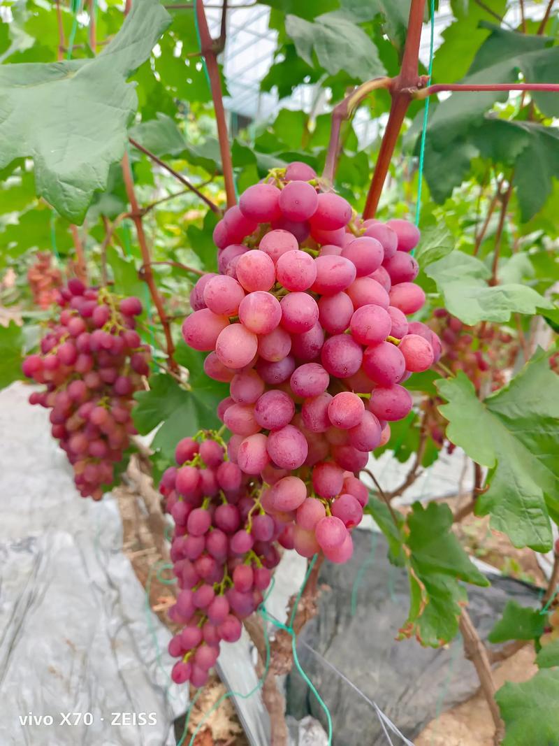 北方葡萄品种大全图片-图1 北方葡萄品种大全图片-图1