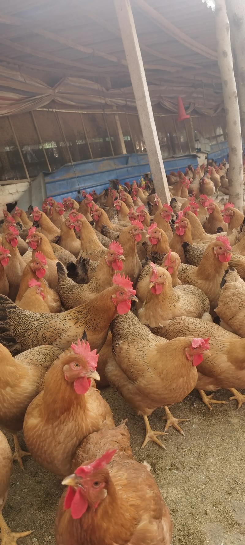 湖北土鸡2025年价格会涨还是跌？-图1