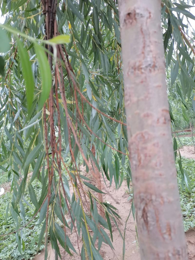 2025年金蝉养殖技术有何新突破？-图1