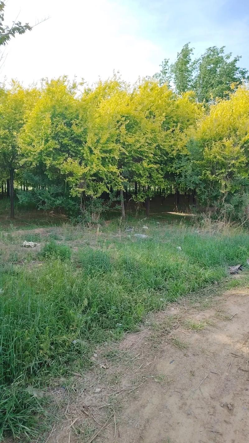 2025年金蝉养殖技术有何新突破？-图2