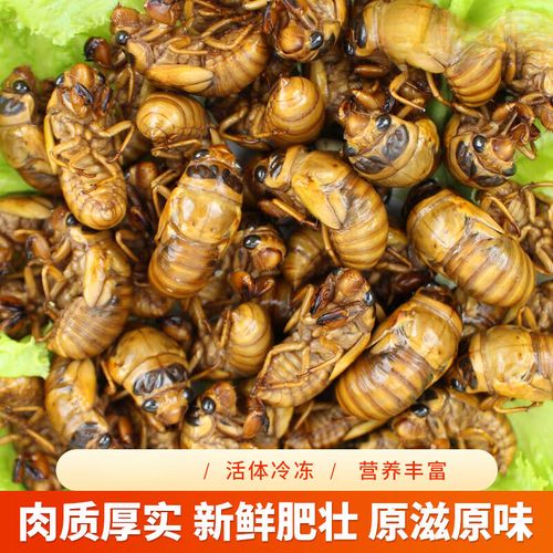 金蝉价格2025 个-图2