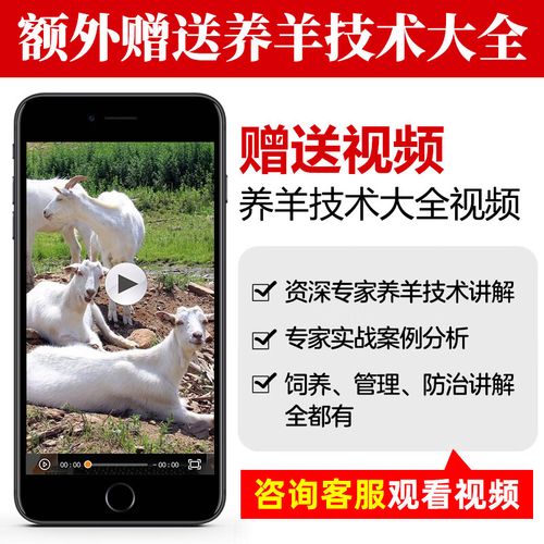 小尾寒羊养殖技术步骤有哪些？-图1