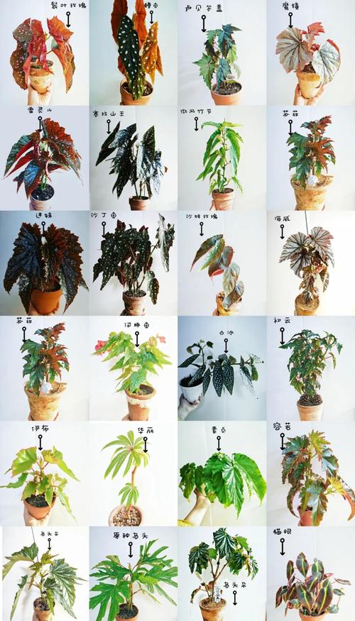 海棠哪个品种最好？-图2