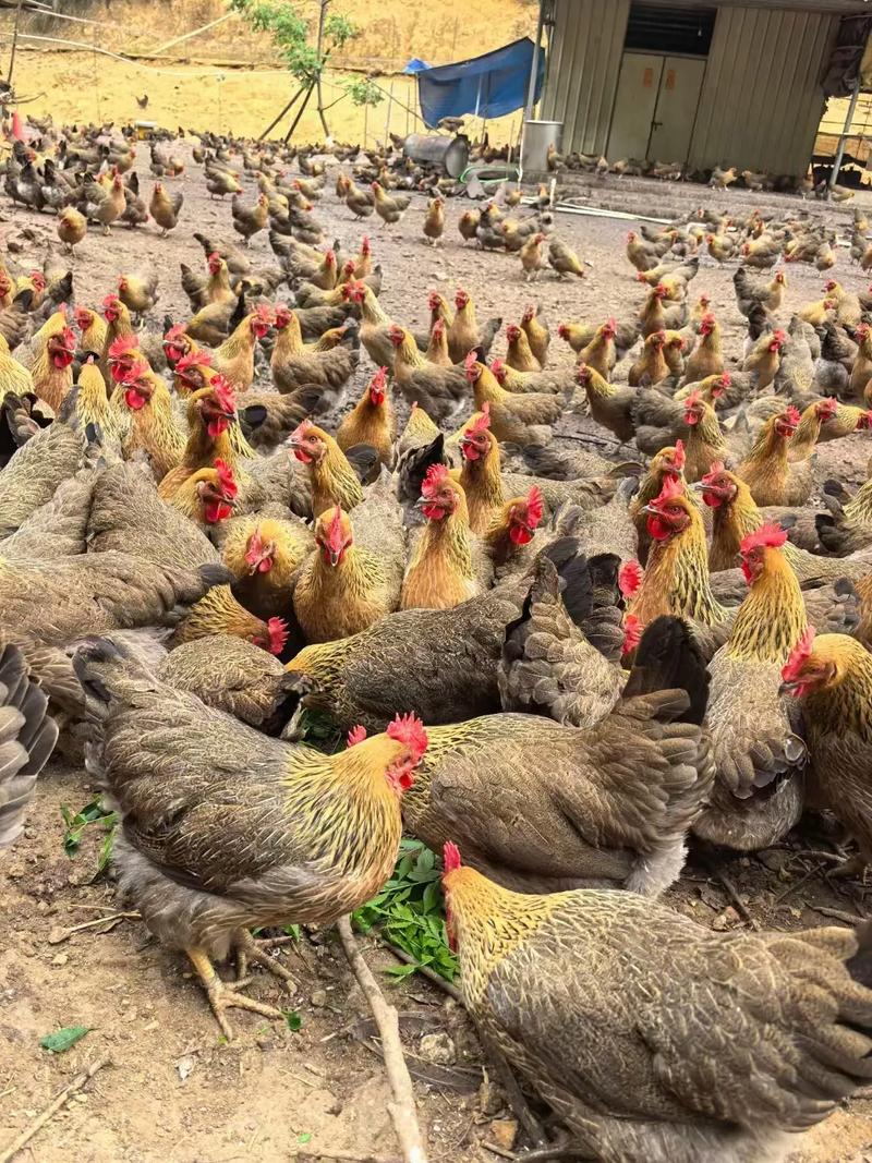 进口鸡与本土品种，哪种更适合本土养殖？-图1