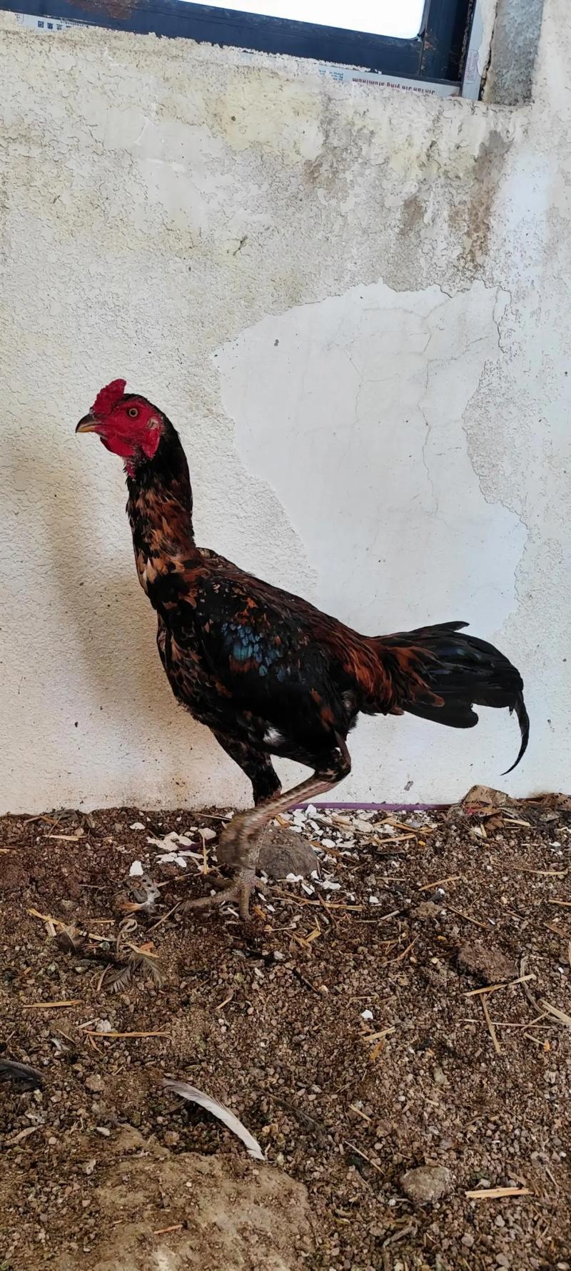 进口鸡与本土品种，哪种更适合本土养殖？-图2