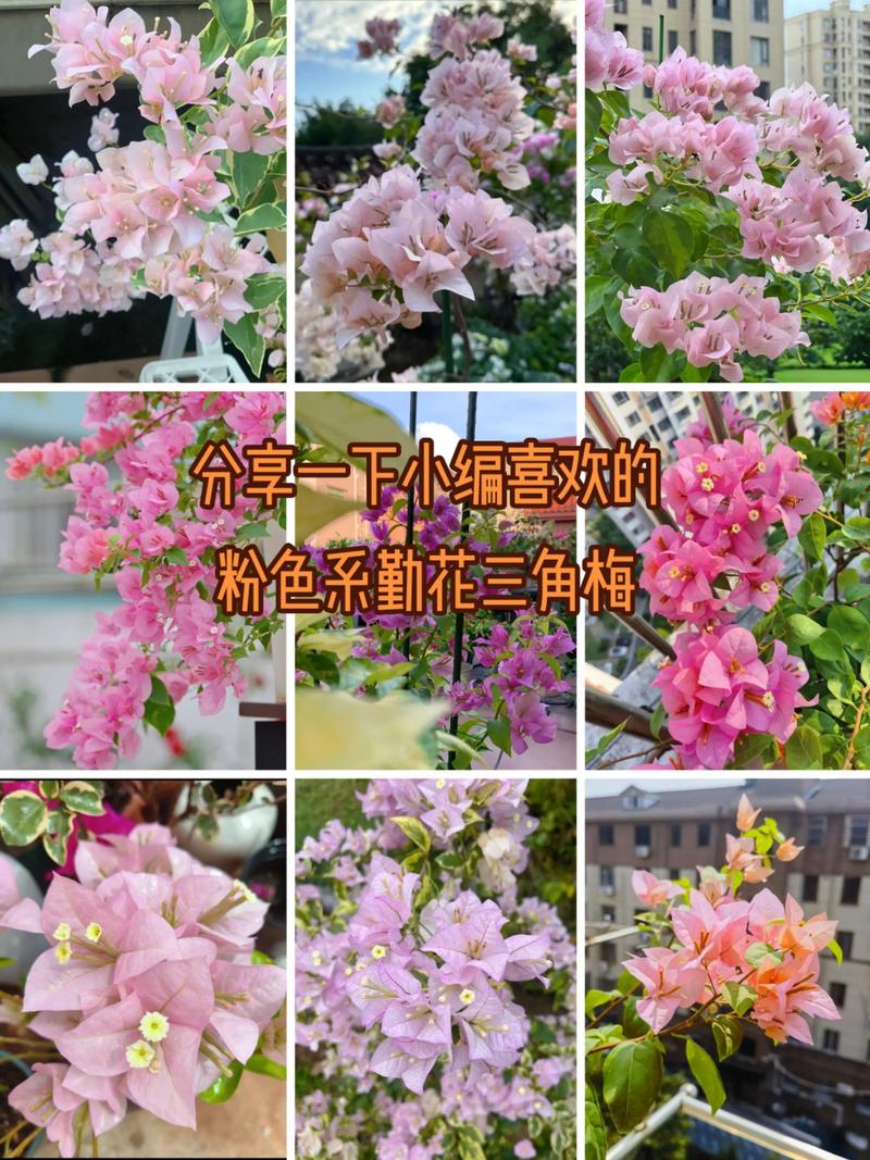 哪种三角梅品种最漂亮？-图1