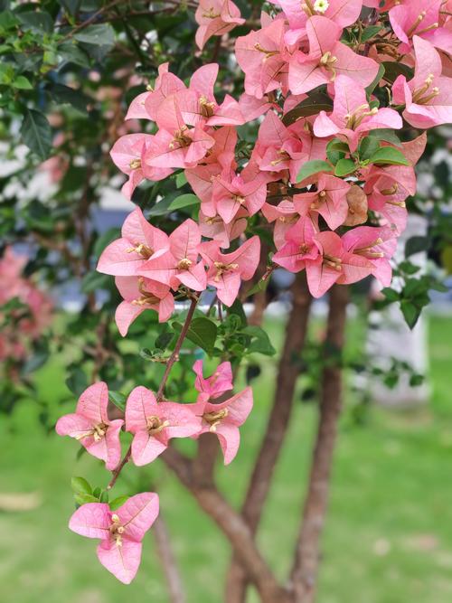 哪种三角梅品种最漂亮？-图2